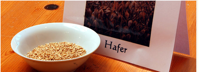 Getreidesorten - Hafer